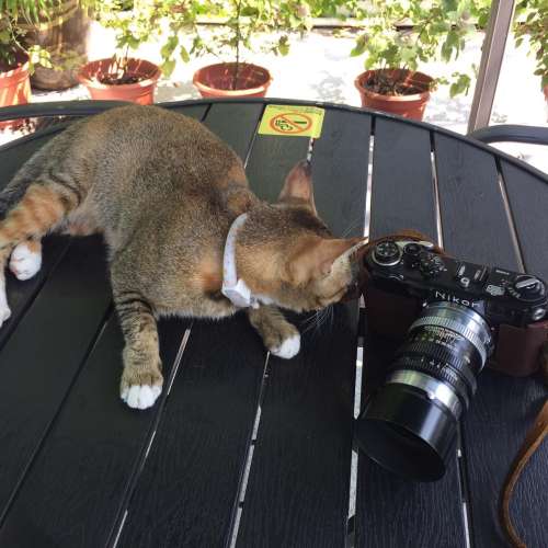 Nikkor-P 105 2.5 Nikon S2