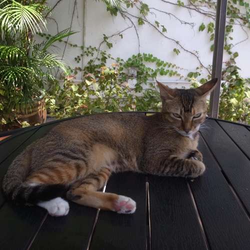 Nikkor-P 105 2.5 Nikon S2