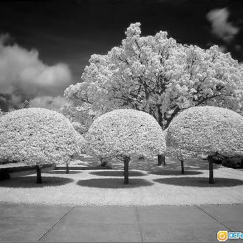 紅外線攝影$750 改機 (DSLR) 改好先收$ ( ir590 650 720 850 950 InfraRed 天文 影...
