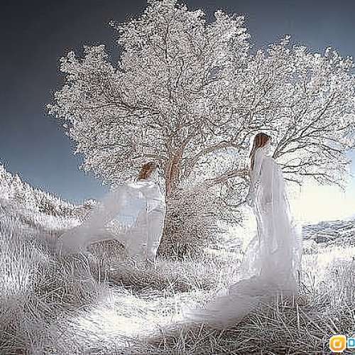 紅外線攝影$750 改機 (DSLR) 改好先收$ ( ir590 650 720 850 950 InfraRed 天文 影...