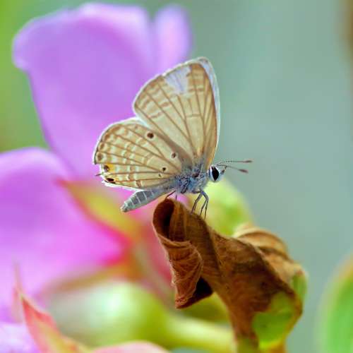 賓得微距pentax a 100mm f2.8 macro