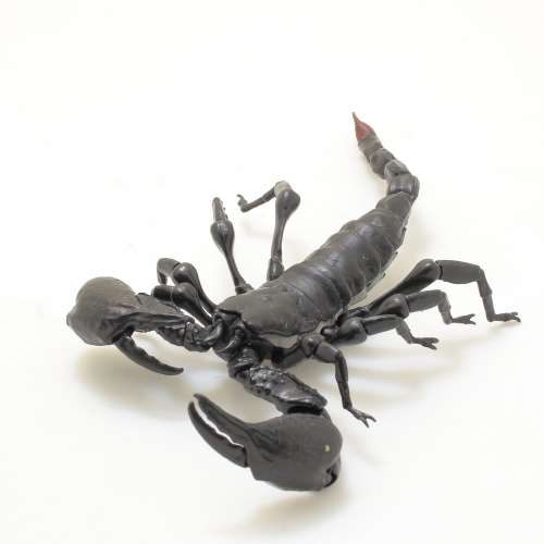 可動 蠍子 大圖鑑 造型扭蛋