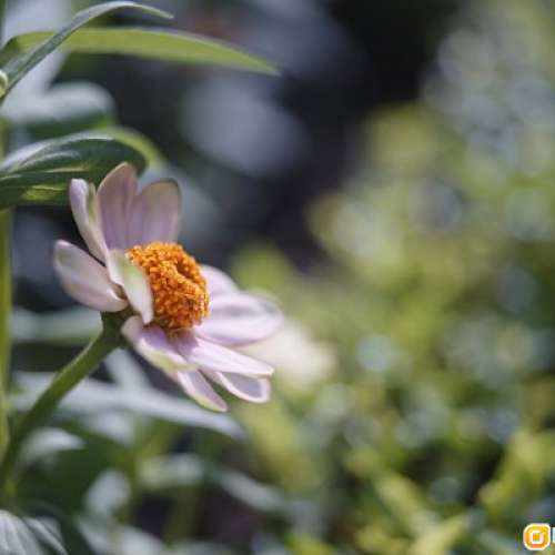 Foth Derby Anastigmat 50mm f2.5 德國古老折疊機鏡頭改A七 成像立體又細膩 具迷人...