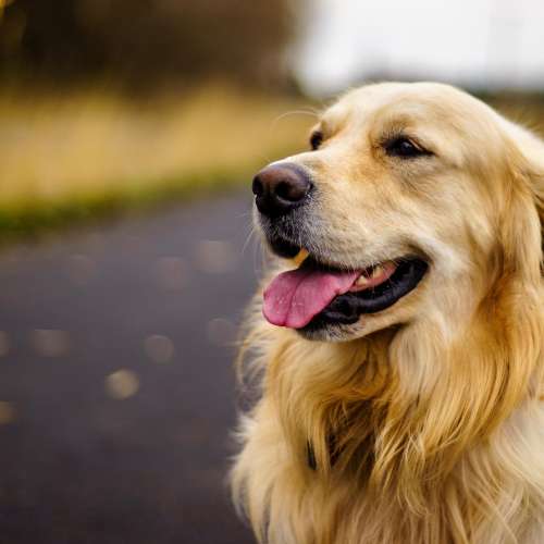 Pentax-M SMC 50/1.7 發色濃厚油潤，成像立體，散景層次豐富 SONY A7，Leica M10，...