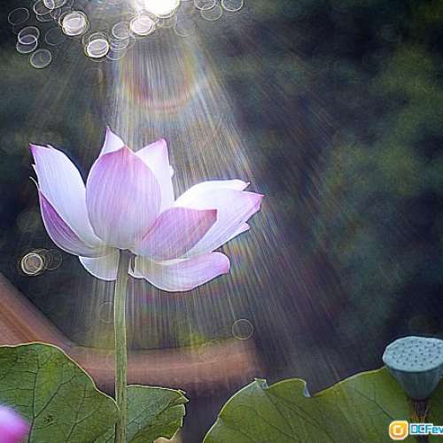 Meyer Gorlitz Trioplan 100/2.8(M40改M)Hugo改名版本，白鏡發色濃而油亮，散景獨特...