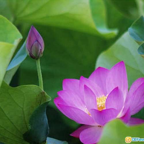 古村 Sankyo Kohki Komura 300mm f/5.0(M42)  早期日系大光圈長炮  A7無反 Canon都啱...