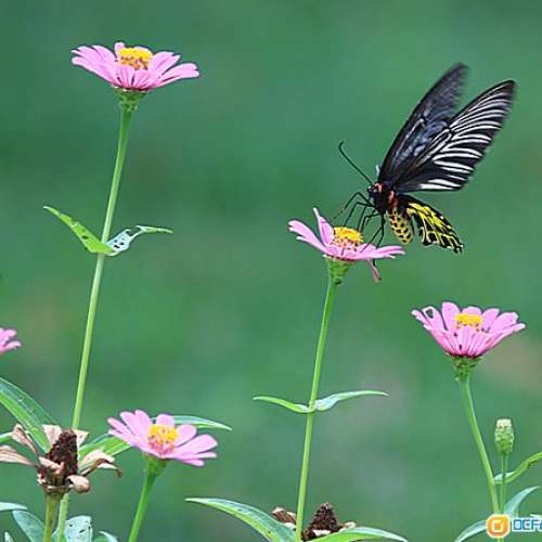 古村 Sankyo Kohki Komura 300mm f/5.0(M42)  早期日系大光圈長炮  A7無反 Canon都啱...