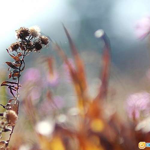 古村 Sankyo Kohki Komura 300mm f/5.0(M42)  早期日系大光圈長炮  A7無反 Canon都啱...