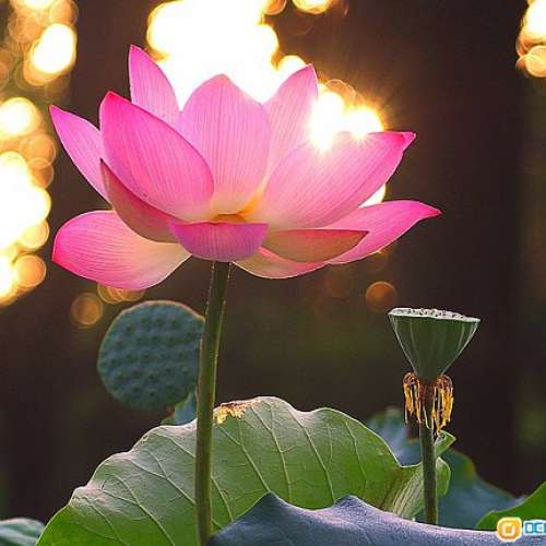 Wollensak Raptar Perfex 101mm f3.5軍用版（改AI）正宗35mm大電影鏡 發色濃厚 像場...