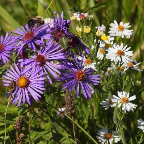 Albinar 80-200mm f3.9 (MD)恒定光圈，推拉手動變焦神鏡，利夾散景靚，啱A7， Z7，...