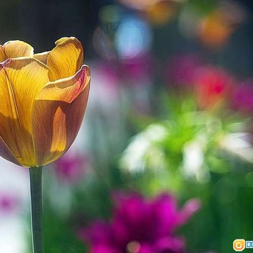 Cooke  Anastigmat 2" /2.0 英國名鏡  原裝Leica L39連動對焦準確   解象度及散景如...