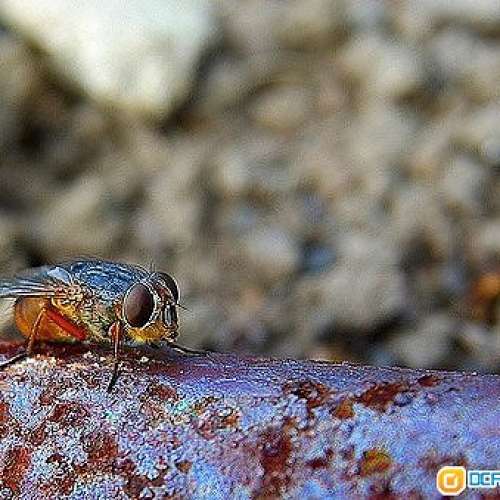 Sigma AF 17-70mm F2.8-4.5 DC MACRO HSM(SA)罕有一代適馬接口，SDQH專用(鏡片95新)