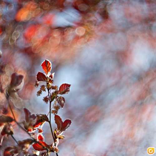 Leica Ernst Leitz Wetzlar Summarex 85mm (8.5cm) f/1.5 (L39) Leica散景最特別最...