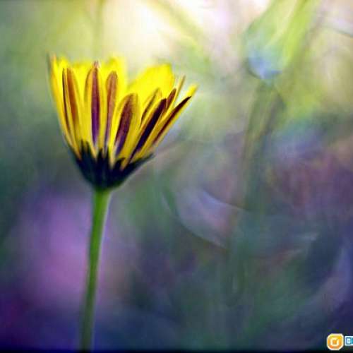 Leica Ernst Leitz Wetzlar Summarex 85mm (8.5cm) f/1.5 (L39) Leica散景最特別最...