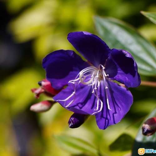 Leica Leitz Wetzlar Elmarit-M 90/2.8 Ver.I啱A7 Z7 EOS R 輕身短小大光圈M鏡，旅...