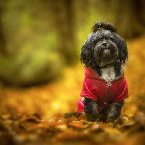 Canon FL 58/1.2含2片螢石玻璃，層次細膩豐富，散景及氛圍媲美電影鏡 Leica M10 SO...