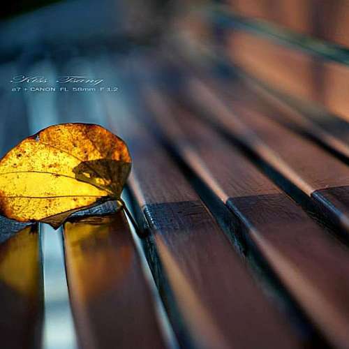 Canon FL 58/1.2含2片螢石玻璃，層次細膩豐富，散景及氛圍媲美電影鏡 Leica M10 SO...