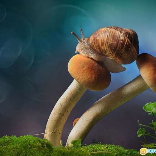 Nikon Micro-P 55 /3.5 non-AI (更換原庒AI ) 藝康最出名嘅手動微距鏡 適用全線Nik...