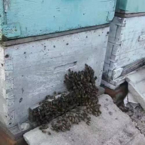 大山里的天然百花蜜蜜糖