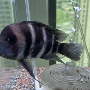 想暫時唔養魚， 但覺得之後又會想養返？ 本店提供助養服務！