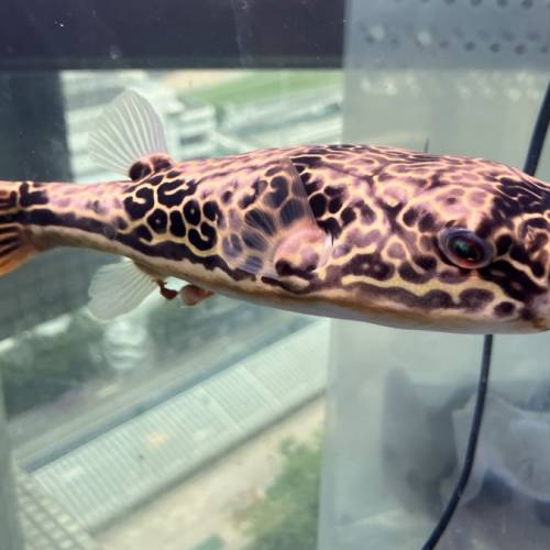 想暫時唔養魚， 但覺得之後又會想養返？ 本店提供助養服務！