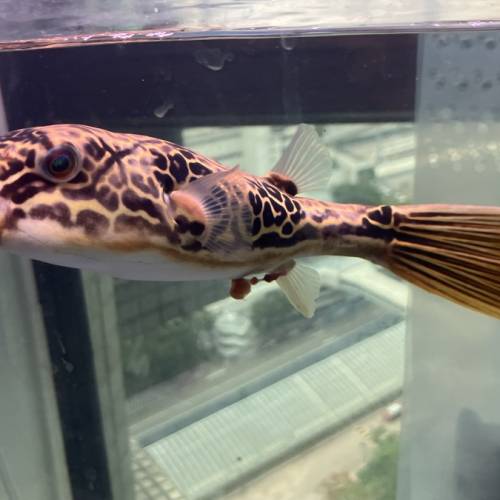 想暫時唔養魚， 但覺得之後又會想養返？ 本店提供助養服務！