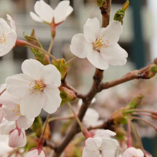 放FUJI XT1機身連原廠宜直到及兩支原廠NIKON AF及手動對焦及變焦鏡及一支副廠AF鏡再...