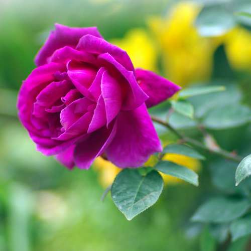 賓得名鏡 pentax a* 135mm f1.8