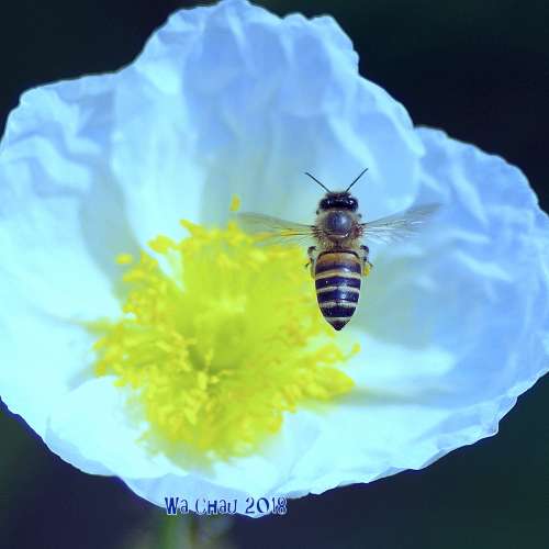 賓得名鏡 pentax a* 135mm f1.8