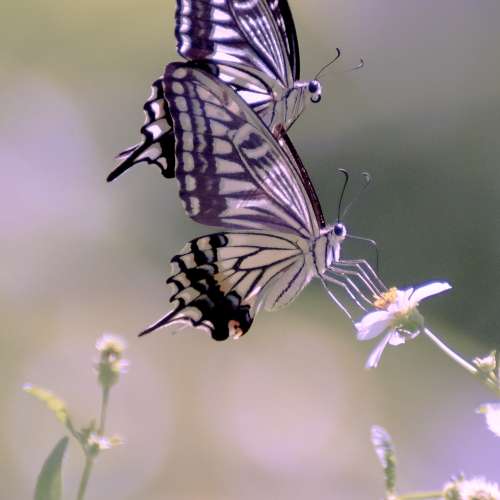賓得名鏡 pentax a* 300mm f2.8