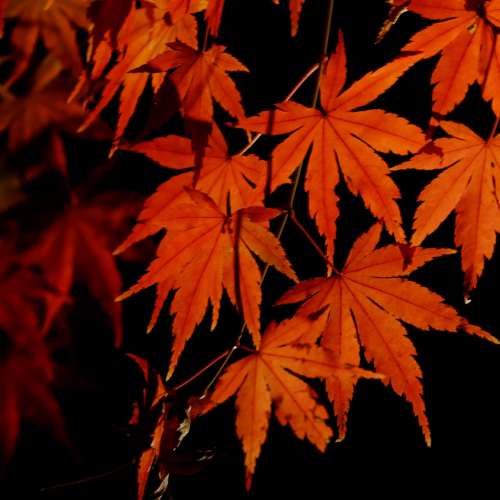 放八支原廠及副廠NIKON AF AFD或手動對焦變焦鏡=$300(最平個支135mm Q鏡計)