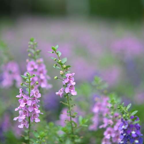 超新淨 七工匠50mm f1.05 nikon z mount (全片幅用)