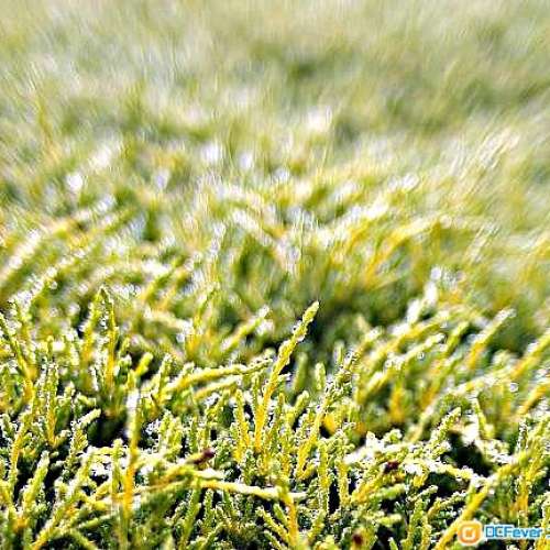 Vivitar 28mm f/2.0 (22字頭55mm鏡徑) 著名大光圈廣角鏡    放射散景非常好玩    ...