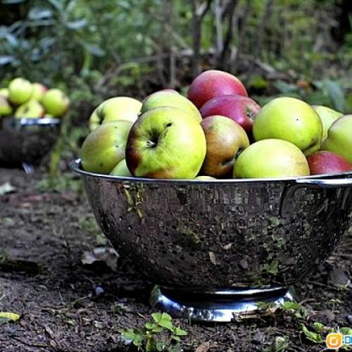 Vivitar 28mm f/2.0 (22字頭55mm鏡徑) 著名大光圈廣角鏡    放射散景非常好玩    ...