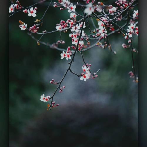 Sony A5100租借 (演唱會/旅行/遊玩/反mon/輕身) ,1650鏡