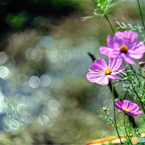 Wollensak-Dumont CRO Oscillo-Raptar 75/1.9(改Nikon)真正鏡皇，媲美大電影鏡，合 ...