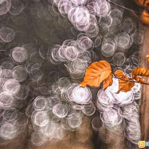 Wollensak-Dumont CRO Oscillo-Raptar 75/1.9(改Nikon)真正鏡皇，媲美大電影鏡，合 ...