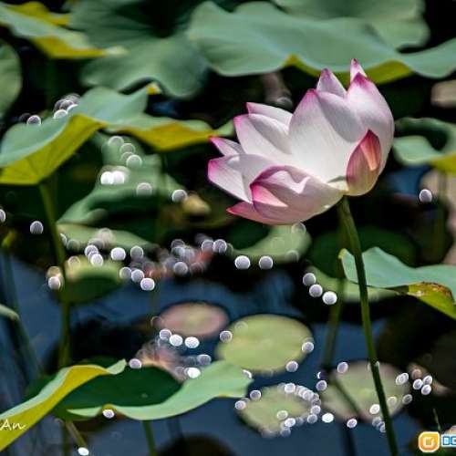 Wollensak-Dumont CRO Oscillo-Raptar 75/1.9(改Nikon)真正鏡皇，媲美大電影鏡，合 ...