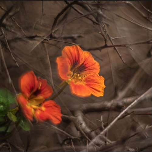 Konica Hexanon AR 57mm f1.2光圈散景優美，譽為最佳日系1.2啱EOS M SONYA7 Nikon ...