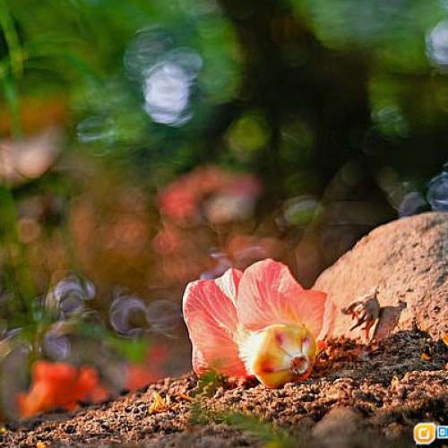 法國 Boyer Paris Topaz 75mm F3.5 (改Nikon) 散景非常迷人特別  罕有放售    A7合...