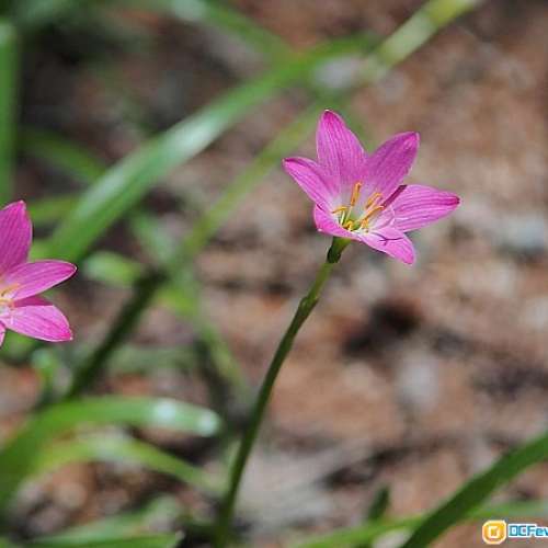 Elgeet Rochester102/2.7(又名柳葉刀)正宗美國電影鏡改 Nikon (高像素A7R3合用)最近...