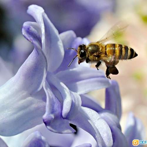 LOMO OKC1 75mm F2 蘇聯電影鏡皇(35mm大電影鏡改Nikon) 媲美貴價西歐全幅電影鏡  最...