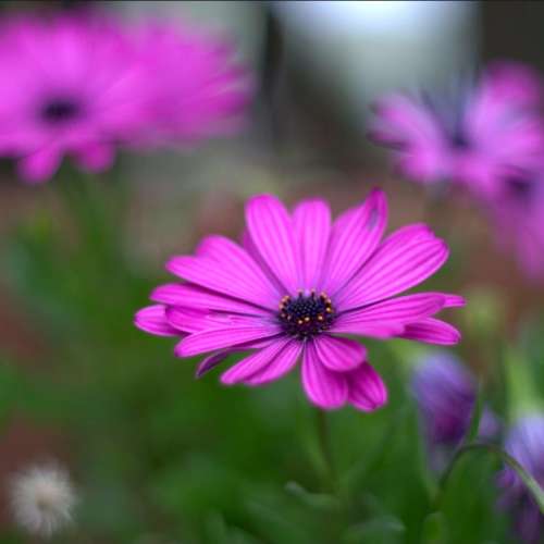 Mamiya Sekor SX 55mm f1.8散景靚絕映女神鏡(改SONY A7等同1:2專業微距)