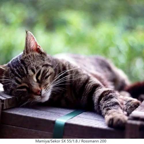 Mamiya Sekor SX 55mm f1.8散景靚絕映女神鏡(改SONY A7等同1:2專業微距)