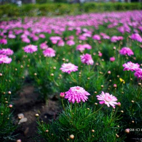 P.Angenieux Paris 28mm f/3.5 Retrofocus Type R11 (改Nikon) 來自法國的最佳廣角鏡