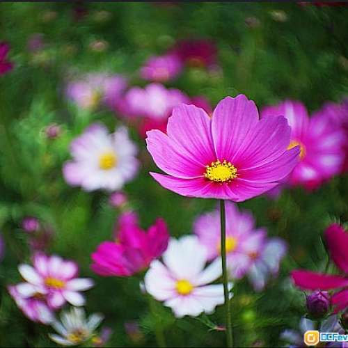 Dallmeyer Telephoto 3" 3.5花體版(改A7)英國無膜電影鏡，成像秀麗，散景迷人，全幅...