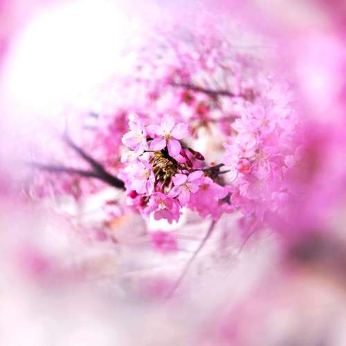 LIPA Center Focus Filter (49mm To 82mm)