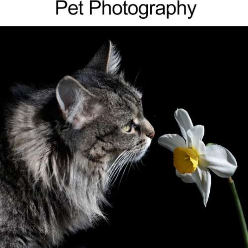 Selens　60cm(W) x 130cm(H) Photography Backdrop, Black PVC