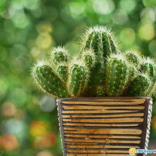 Pentacon MC 50mm f1.8 多層鍍膜 標準 定焦 大光圈 人像鏡 M42 【蔡司神髓】