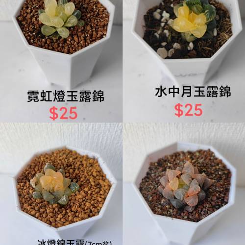 盆栽（清位）